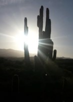 Arizona Night